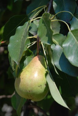 Armut Ağacı da ışıma üzerinde