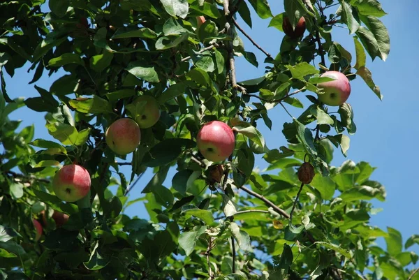 Κόκκινα μήλα σε ένα δέντρο — Φωτογραφία Αρχείου