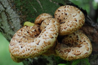 Kerevit (kavak calyptratus kaplı)