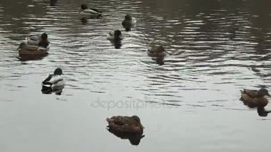 Vahşi ördek (Anas platyrhynchos)