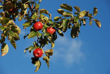 Ağaçtaki kırmızı elmalar