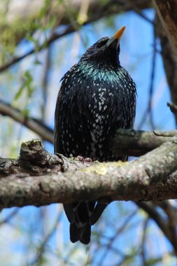  Şahin kara veya bal (Turdus merula)