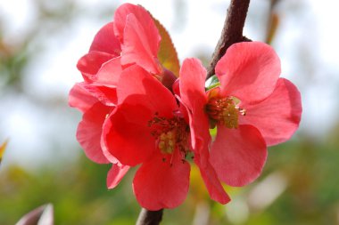 Elma çiçeği, Bahar motifi