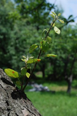 Elma ev (Malus domestica)