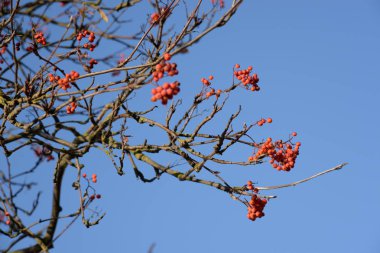Genel Rowan (Sorbus aucuparia)