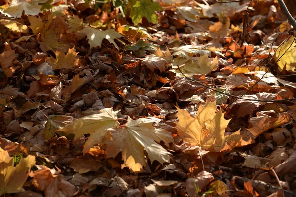 Fallen Yellowed Leaves — Stock Photo, Image