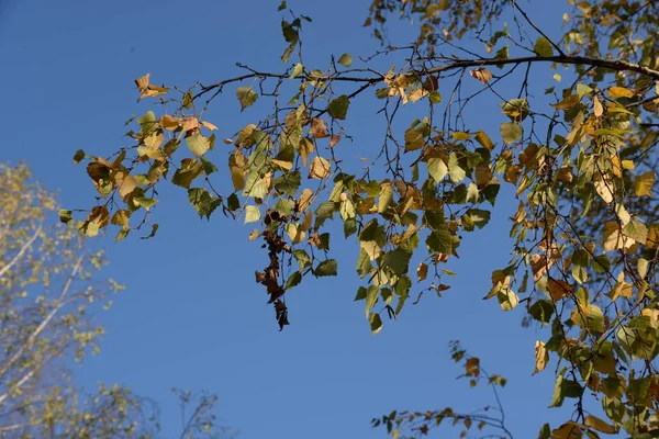 Old Autumn Forest General View — Stock Photo, Image