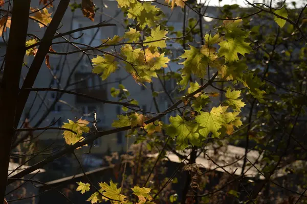 旧秋の森 一般的なビュー — ストック写真