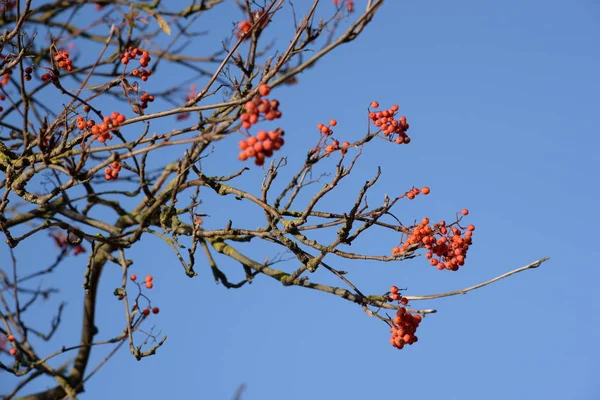 Vogelbeere Sorbus Aucuparia — Stockfoto