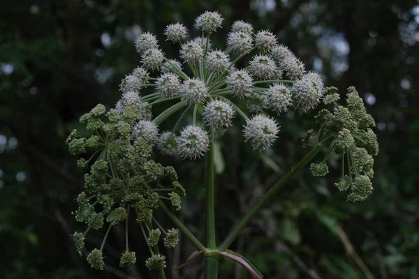 Borschivnik Sosnowski Heracleum Sosnowskyi Manden — Stock Fotó