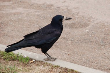 Çember, karga veya krukus (Corvus corax)
