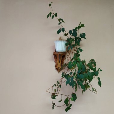 Crowton (lattır. Crton) - Euphorbia (Euphorbiaceae) familyasının bitki cinsi)