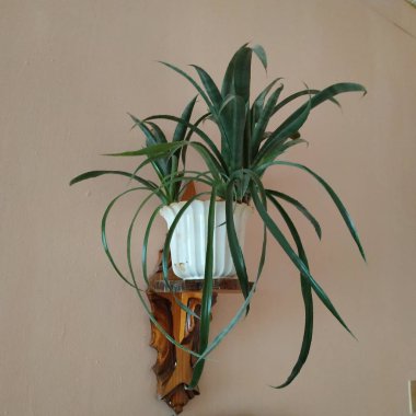 Epiphyllum (lat. Epiphyllum) - kaktüs ailesinin epifitik kaktüsü cinsi.