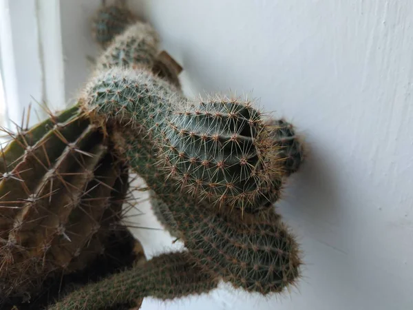 Cactus Cactaceae Família Plantas Suculentas Ordem Dos Cravos Caryophyllales — Fotografia de Stock