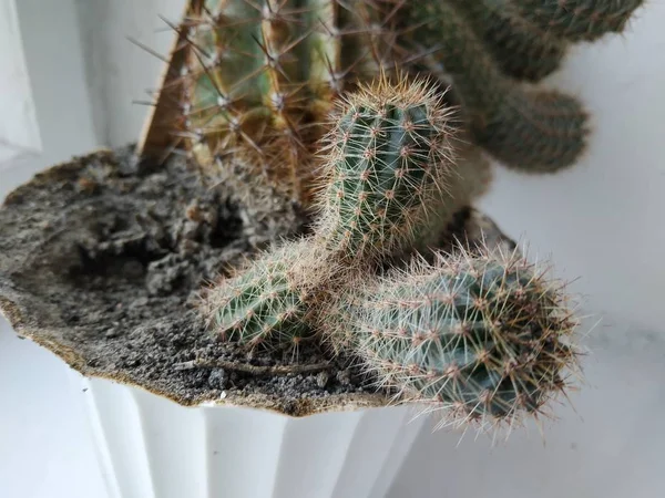 Cactus Cactaceae Família Plantas Suculentas Ordem Dos Cravos Caryophyllales — Fotografia de Stock