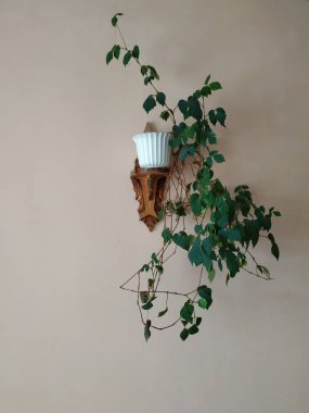 Crowton (lattır. Crton) - Euphorbia (Euphorbiaceae) familyasının bitki cinsi)