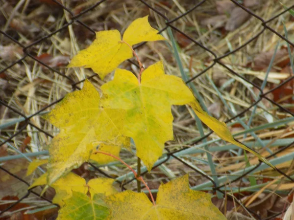 Foresta Autunnale Malinconia Vista Generale — Foto Stock