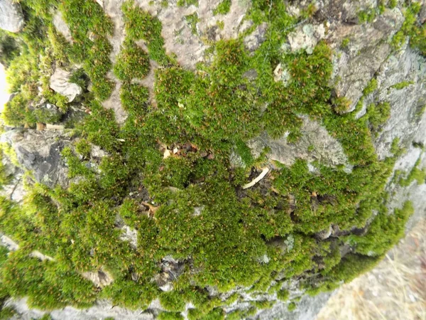 Mosses Bryophyta General View — стокове фото