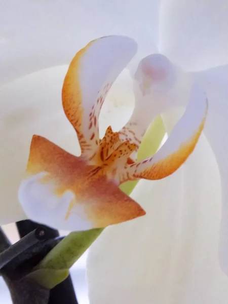 Зозулянцев Орхидные Orchidaceae Родина Монокотиледонов Многолетних Наземных Эпифитных Тропиках Травянистых — стоковое фото