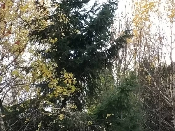 Alter Herbstwald Gesamtübersicht — Stockfoto