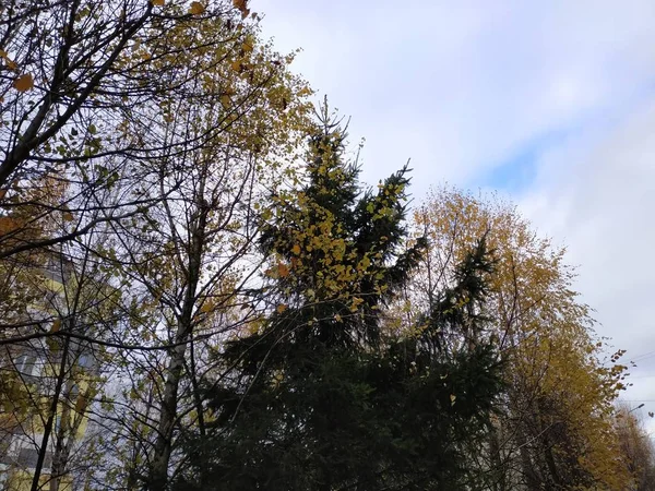 Старый Осенний Лес Общий Вид — стоковое фото