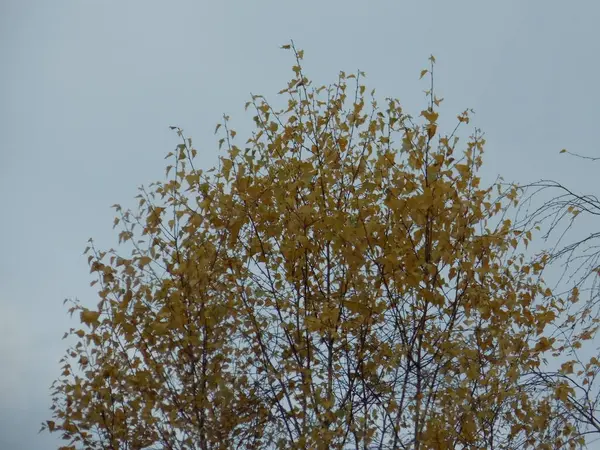 Oud Herfstbos Algemeen Zicht — Stockfoto