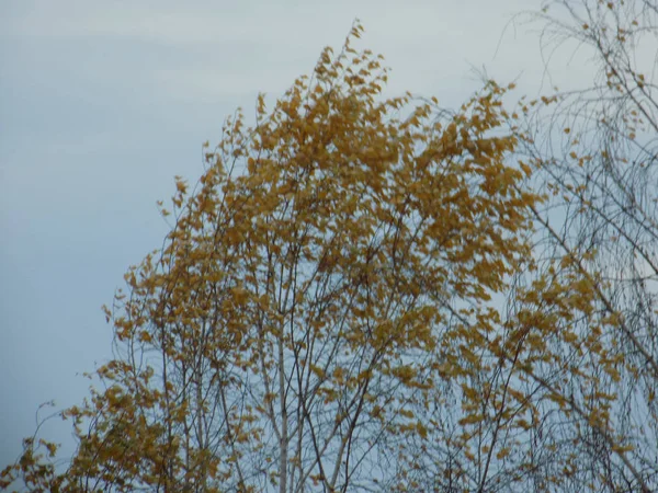 Oud Herfstbos Algemeen Zicht — Stockfoto