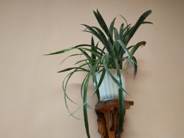 Epiphyllum (lat. Epiphyllum) - kaktüs ailesinin epifitik kaktüsü cinsi.