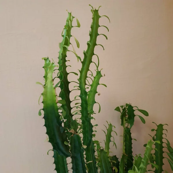 Kaktus Cactaceae Familjen Saftiga Växter Nejlika Caryophyllales — Stockfoto