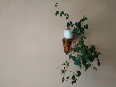 Crowton (lattır. Crton) - Euphorbia (Euphorbiaceae) familyasının bitki cinsi)