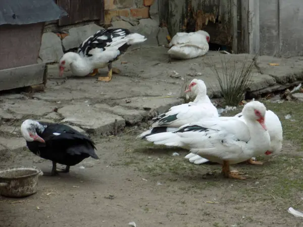 Musikalische Ente Cairina Moschata Fichte — Stockfoto