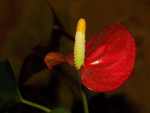 Антурій Латинський Anthrium Родина Вічнозелених Рослин Родини Aroids Araceae — стокове фото