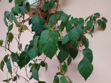 Crowton (lattır. Crton) - Euphorbia (Euphorbiaceae) familyasının bitki cinsi)