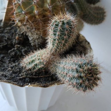 Kaktüs (Kaktaceae) - karanfil (Caryophyllales) familyasından sulu bitkiler familyasıdır.)