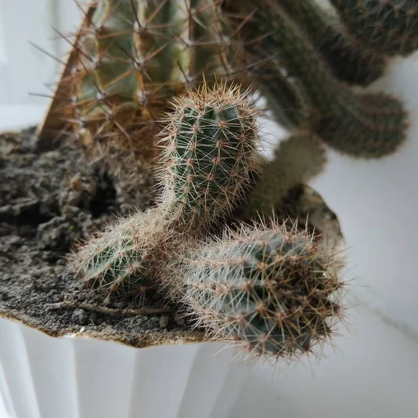 Cactus Cactaceae Familia Plantas Suculentas Del Orden Del Clavel Caryophyllales — Foto de Stock