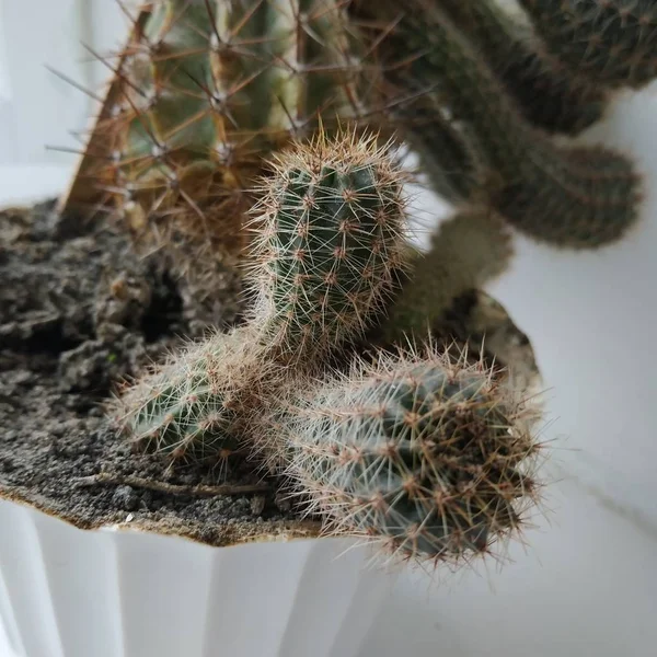 Cactus Cactaceae Família Plantas Suculentas Ordem Dos Cravos Caryophyllales — Fotografia de Stock