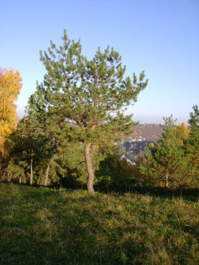 Eski sonbahar ormanı, genel manzara