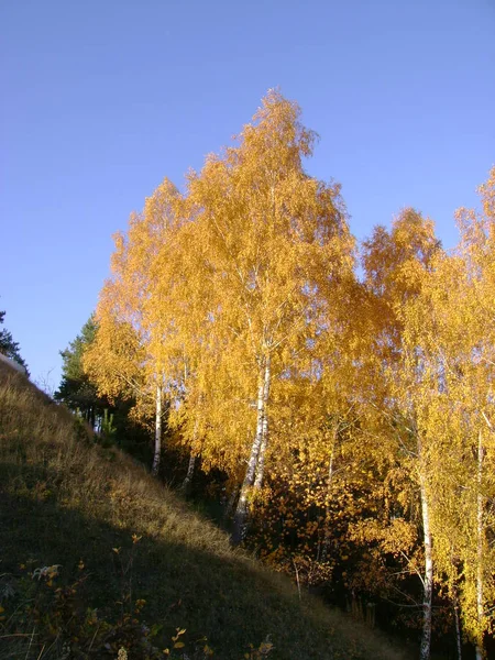 Vecchia Foresta Autunnale Vista Generale — Foto Stock