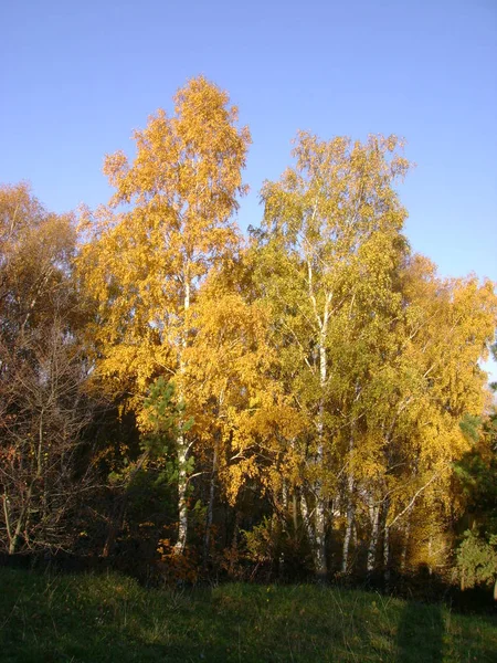 Oud Herfstbos Algemeen Zicht — Stockfoto