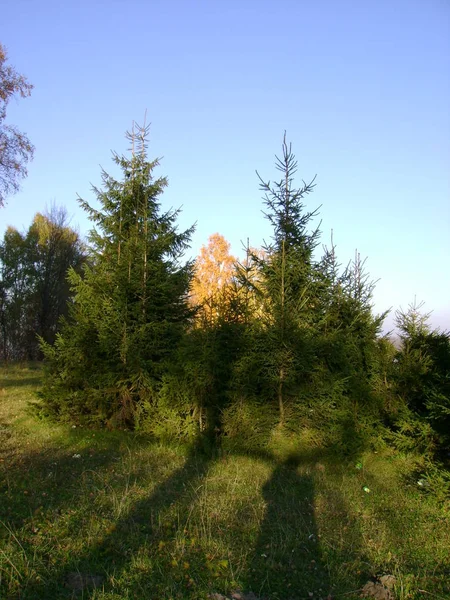 Stary Las Jesienny Widok Ogólny — Zdjęcie stockowe