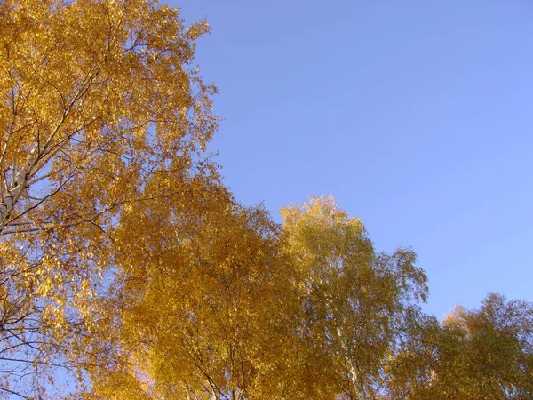 Alter Herbstwald Gesamtübersicht — Stockfoto