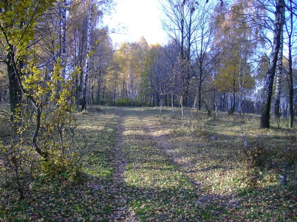 Alter Herbstwald Gesamtübersicht — Stockfoto