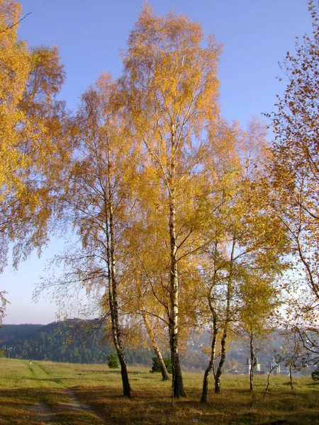 Alter Herbstwald Gesamtübersicht — Stockfoto