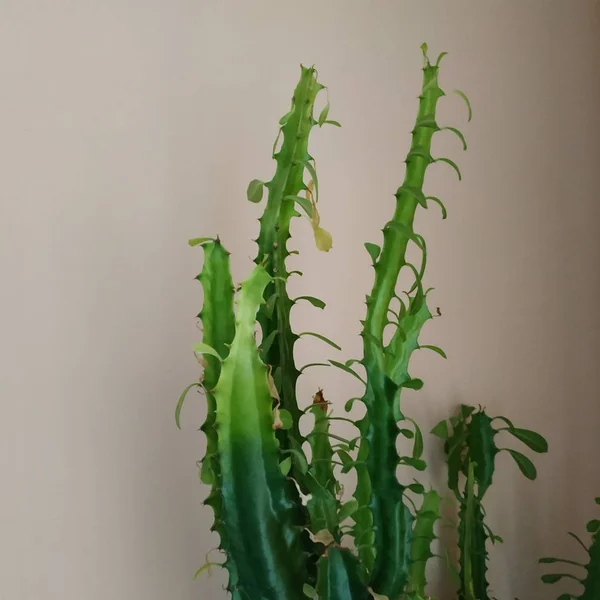 Kaktus Kaktusovité Čeledi Šťavnatých Rostlin Řádu Karafiátů Caryophylales — Stock fotografie