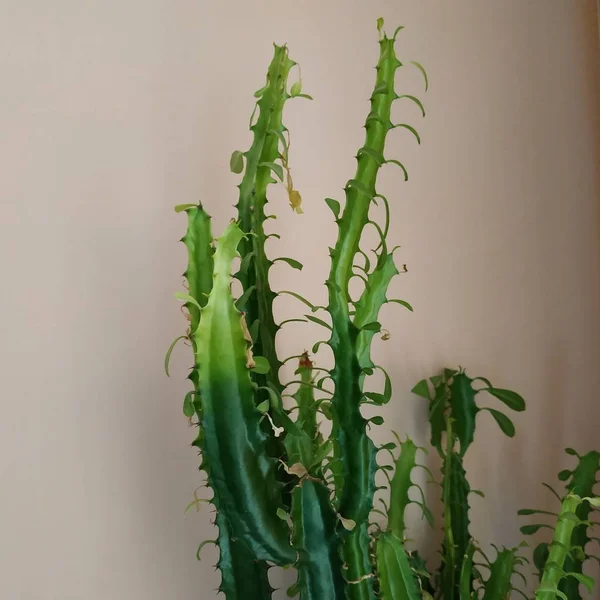 Cactus Cactaceae 카네이션 Caryophyllales 일종인 — 스톡 사진