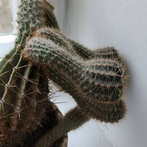 Cactus Cactaceae Οικογένεια Των Χυμωδών Φυτών Της Τάξης Του Γαρύφαλλου — Φωτογραφία Αρχείου