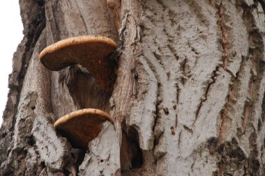 Mantar geç, geç panel, kızılağaç mantarı (Panellus serotinus)