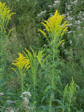 Altın baca şapkası Kanada (Latince Solidgo canadnsis)