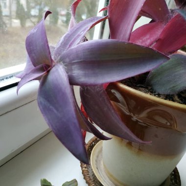 Reo (Rhoeo Hance) Komelinovykh ailesine takdim edilir.