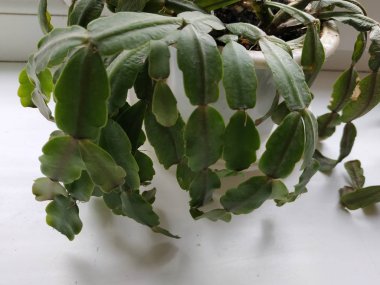 Schlumberger (Latince. Schlumbergera, Lemaire; eş anlamlılar: epiphyllum - Latince. Epiphyllum, Pfeiffer; Zygocactus - Zygocactus, Schumann; Epiphyllantus - Epiphyllanthus, Berger)